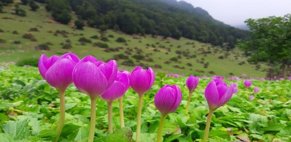 عکس طبیعت ییلاق