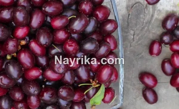 عکس های میوه زغال اخته