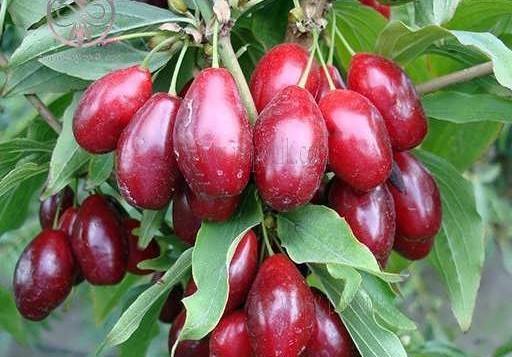 عکس های میوه زغال اخته