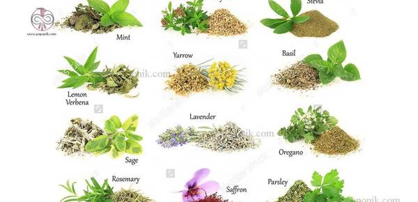 عکس آویشن گرمسیری