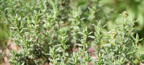 عکس آویشن گرمسیری