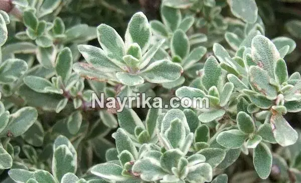 عکس آویشن گرمسیری