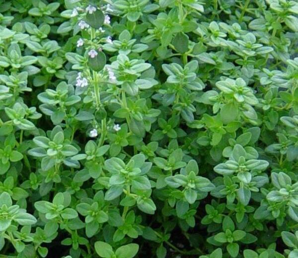 عکس آویشن گرمسیری