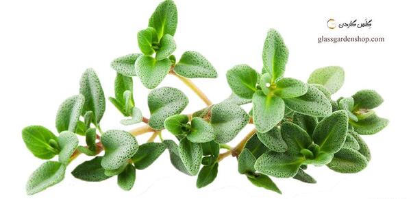 عکس آویشن گرمسیری