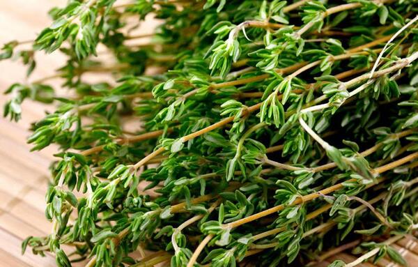 عکس آویشن گرمسیری