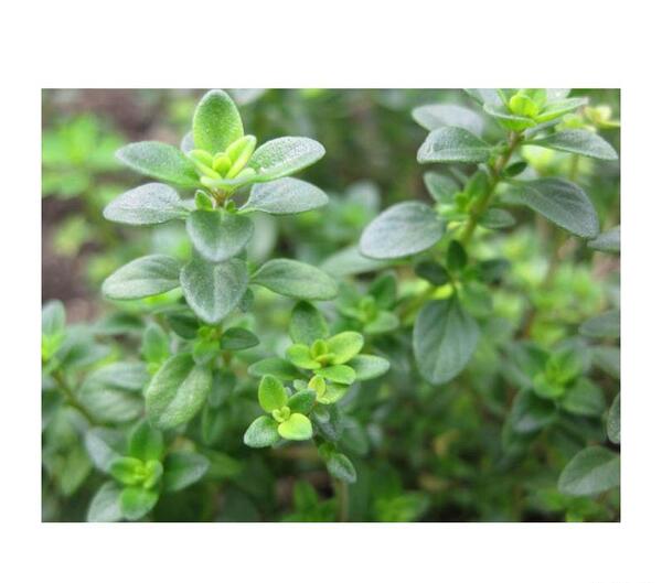 عکس آویشن گرمسیری