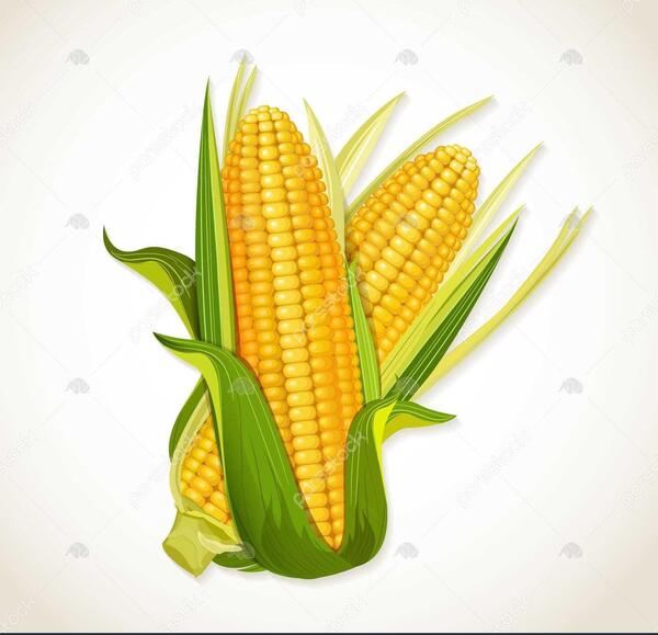 عکس خنده دار ذرت