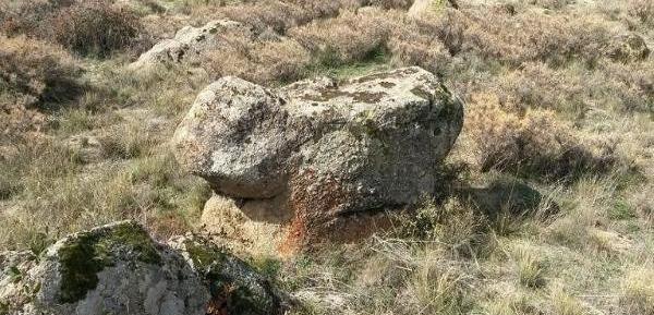 عکس لاک پشت در گنج یابی
