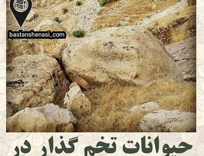 عکس لاک پشت در گنج یابی