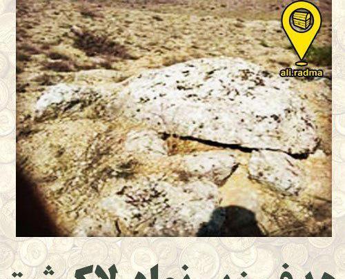 عکس لاک پشت در گنج یابی