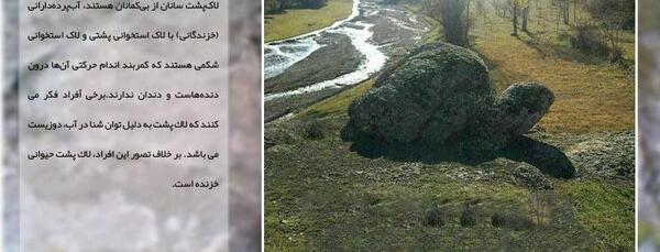 عکس لاک پشت در گنج یابی