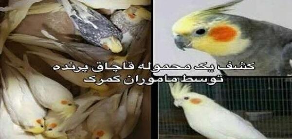 عکس طوطی ترسناک