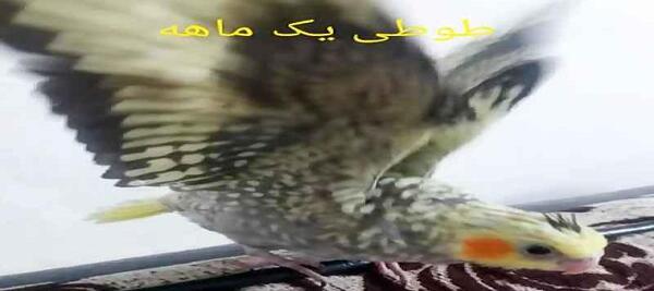 عکس طوطی ترسناک