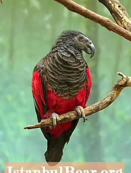 عکس طوطی ترسناک