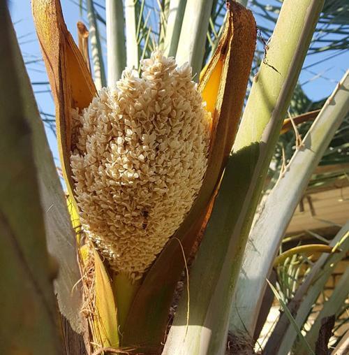 عکس شکوفه درخت خرما