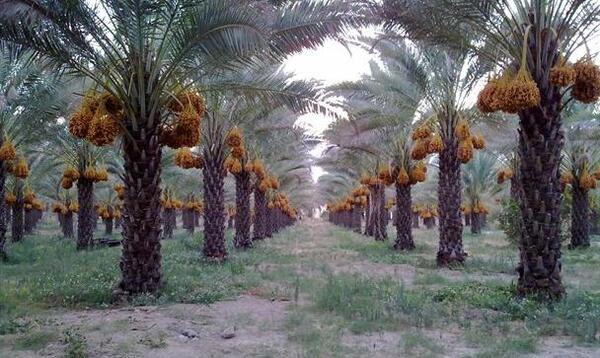 عکس شکوفه درخت خرما