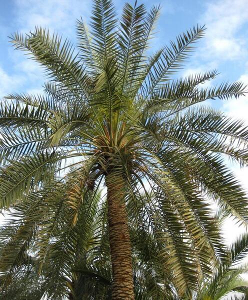عکس شکوفه درخت خرما