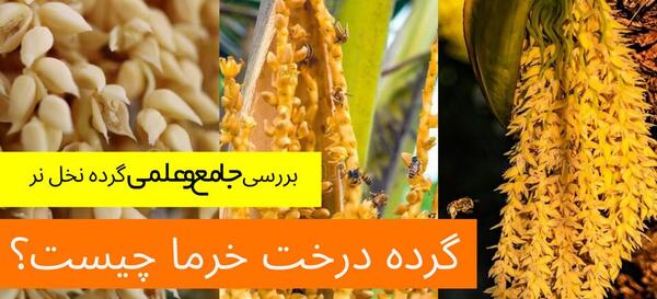 عکس شکوفه درخت خرما