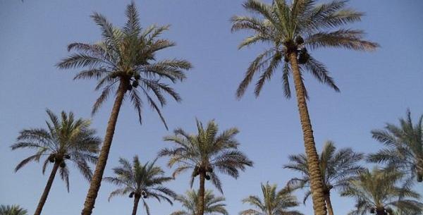 عکس شکوفه درخت خرما
