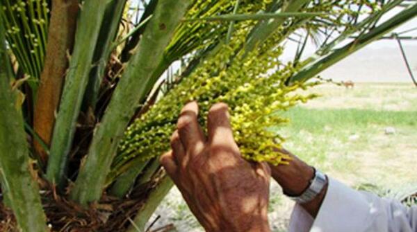 عکس شکوفه درخت خرما