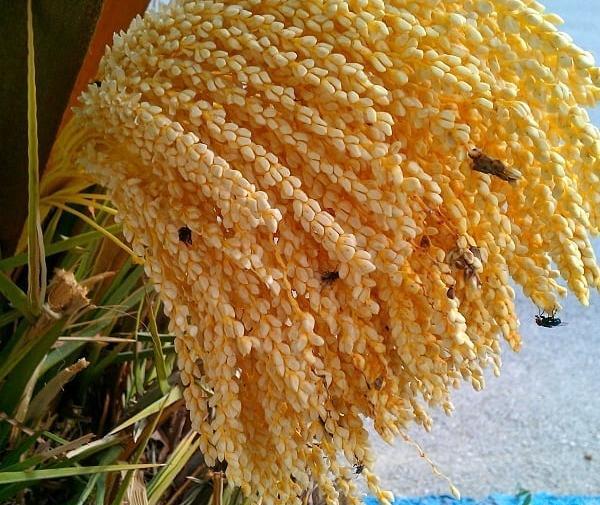 عکس شکوفه درخت خرما