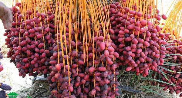 عکس شکوفه درخت خرما