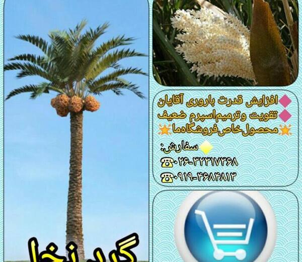 عکس شکوفه درخت خرما