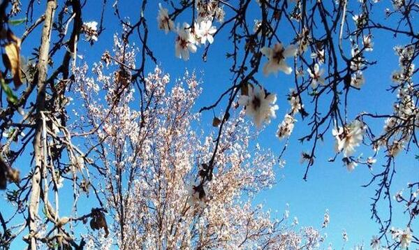 عکس بهار زمستانی