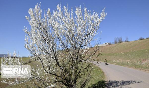 عکس بهار زمستانی