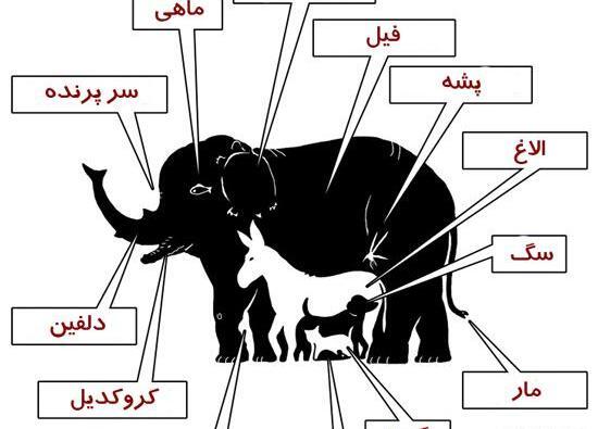 عکس فیل تست هوش