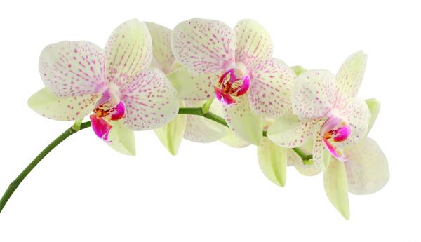 عکس گل ارکیده