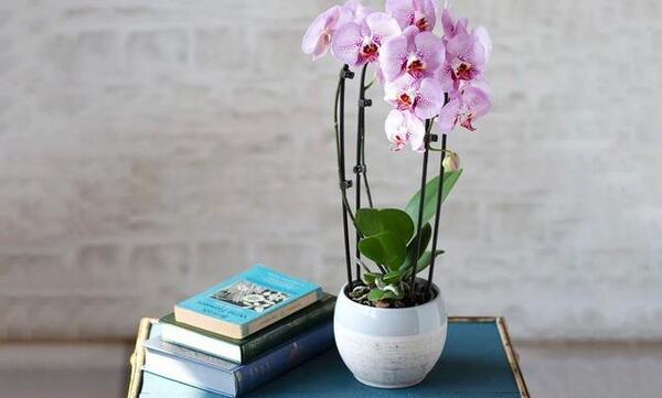 عکس گل ارکیده