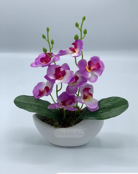 عکس گل ارکیده