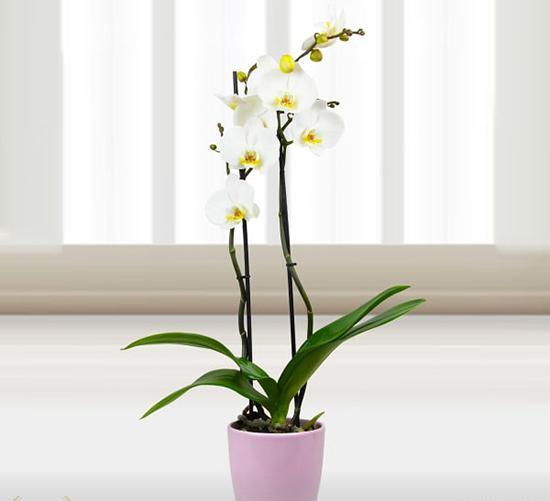 عکس گل ارکیده