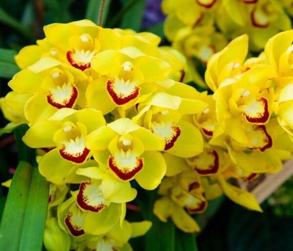 عکس گل ارکیده