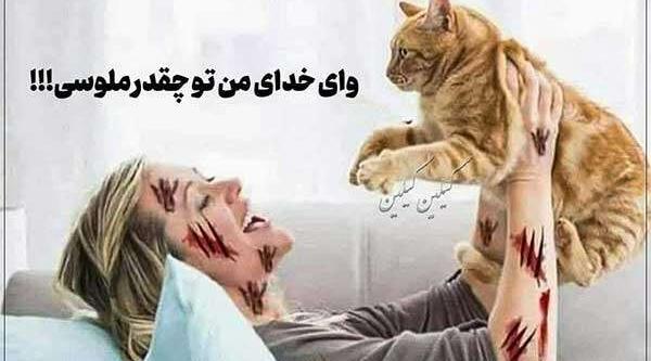 عکس های خنده دار گربه