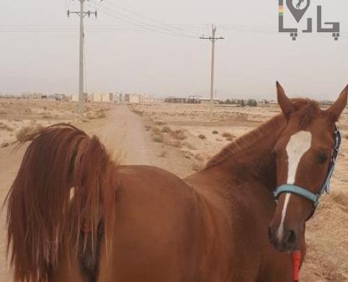 عکس اسب شاهزاده سین