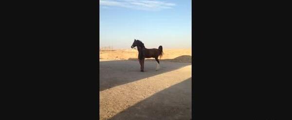عکس اسب شاهزاده سین