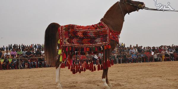 عکس اسب شاهزاده سین