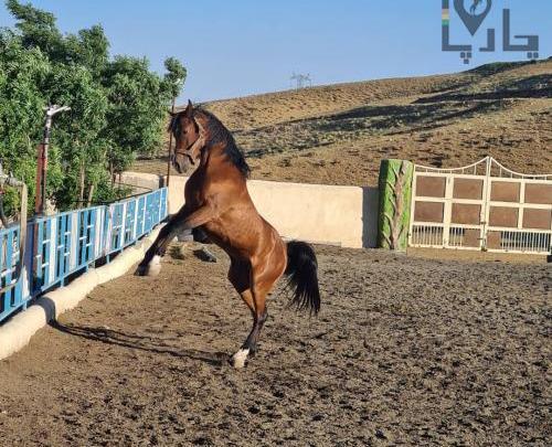 عکس اسب شاهزاده سین