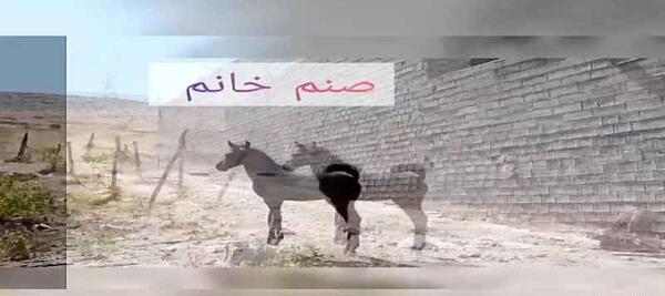 عکس اسب شاهزاده سین