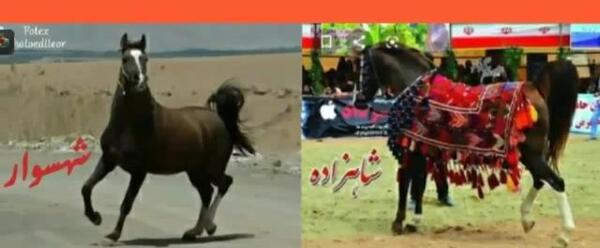 عکس اسب شاهزاده سین