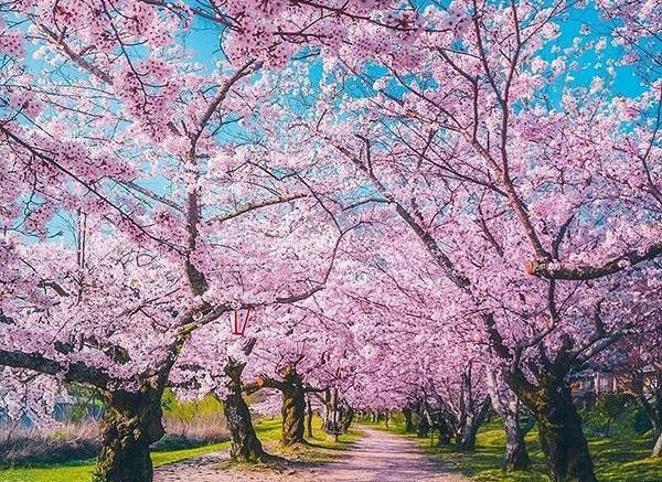عکس نوشته صبح بهاری