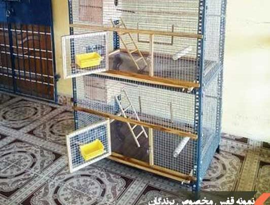 عکس لانه طوطی عروس
