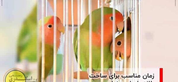 عکس لانه طوطی عروس
