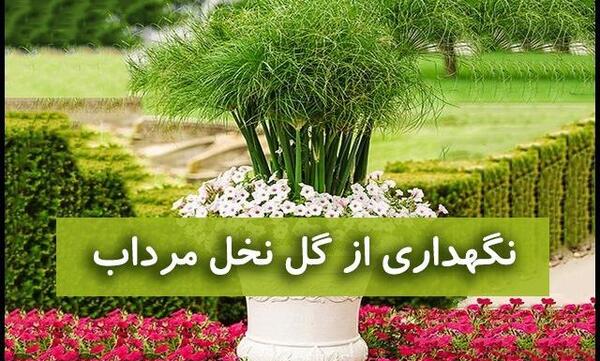 عکس گل چتری