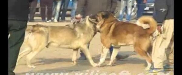 عکس سگ جو میانه