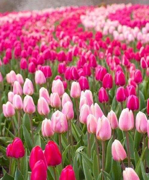 عکس نوشته در مورد لاله