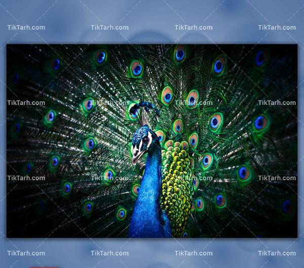 عکس شخصیت طاووس