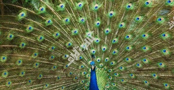 عکس شخصیت طاووس